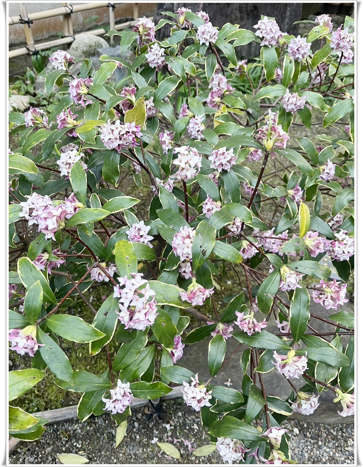 伏見区の小学生の英語教室 CEC英語教室 藤森教室に咲く、沈丁花です。英語で "daphne "といいます。